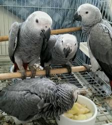 Yaco papoušci