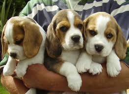 Beagle tata pro adopci