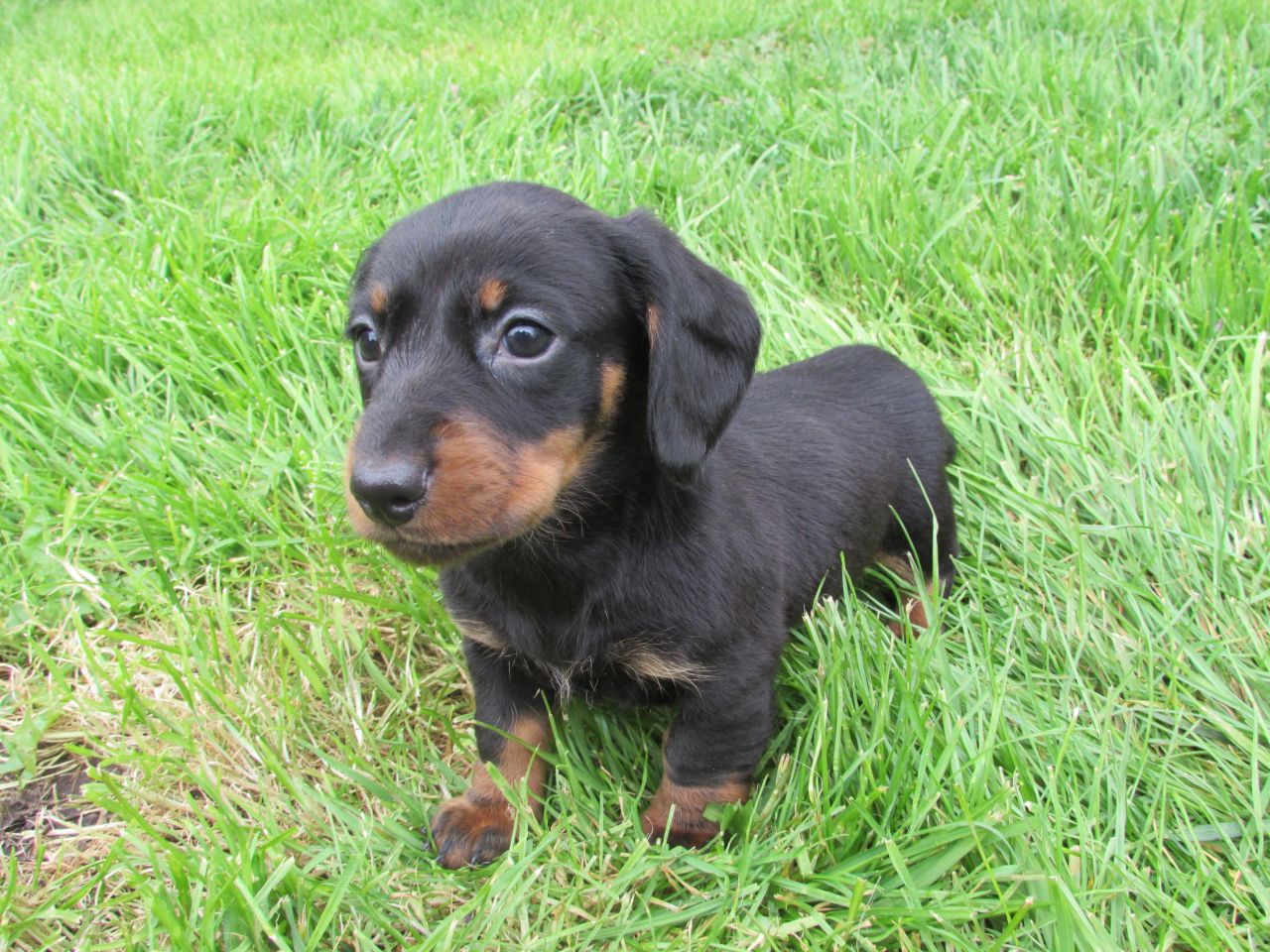 Štěňata jezevčíka k dispozici k adopci.