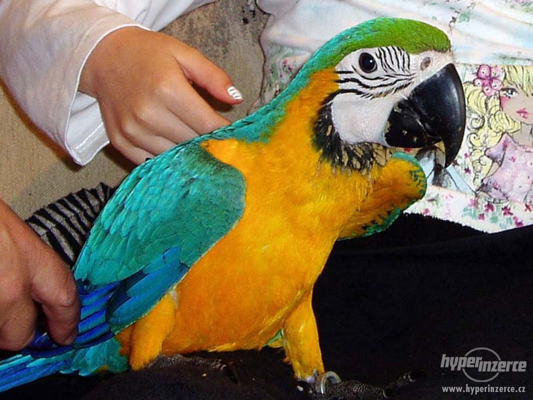Nabídka  Ara Ararauna papoušci 
