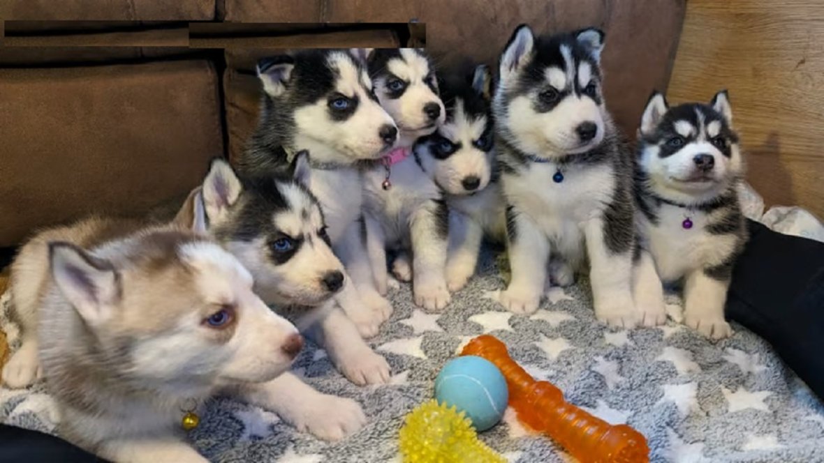 Sibisk husky ttka na prodej s PP