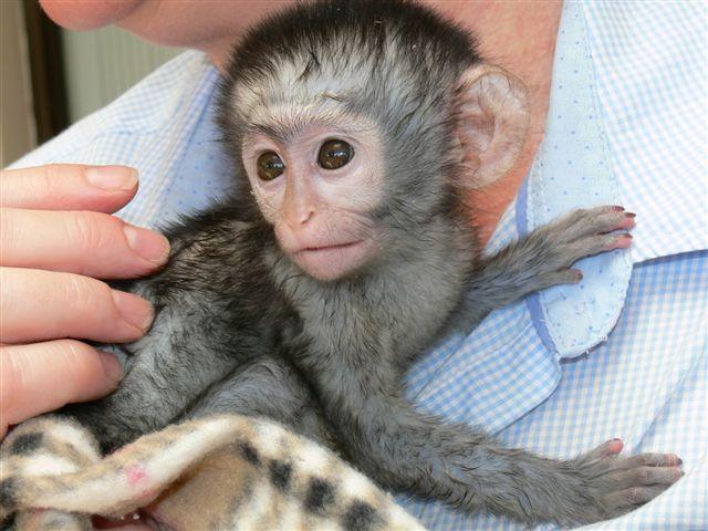 na prodej inteligentn opice kapucn