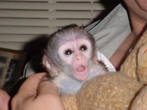 Kapucínský opice pro prodej   