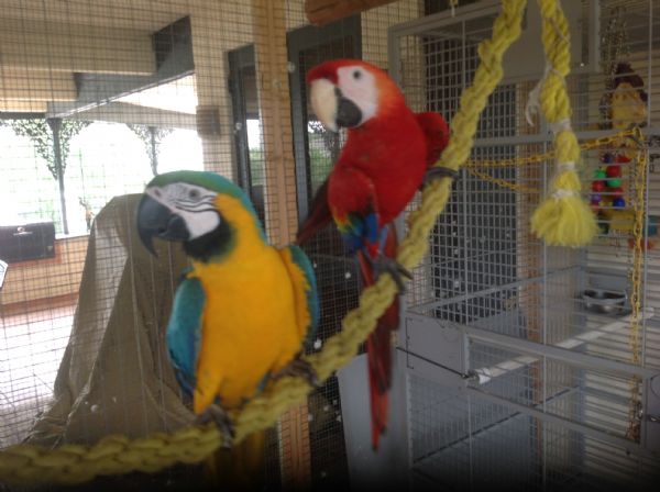 Ara papoušky