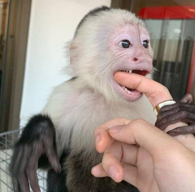 Energická kapucínska opica na adopciu.