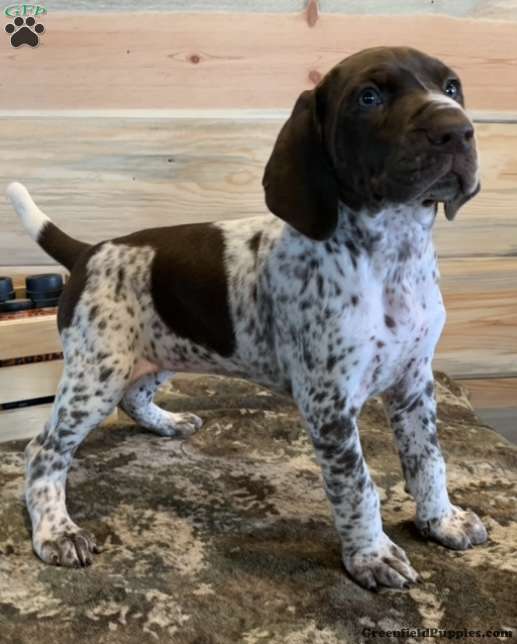 Stunning German Short Haired Pointer Pups