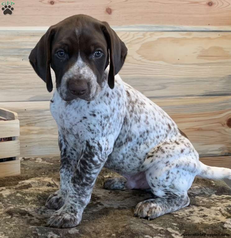 Stunning German Short Haired Pointer Pups