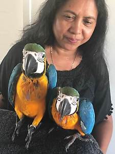 Ara Ararauna papouci  pro prodej