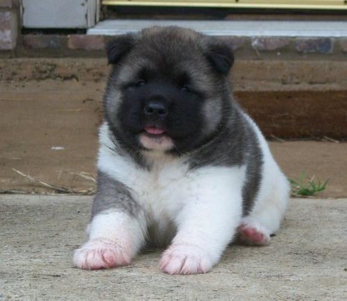 Ndhern teniatka Akita.