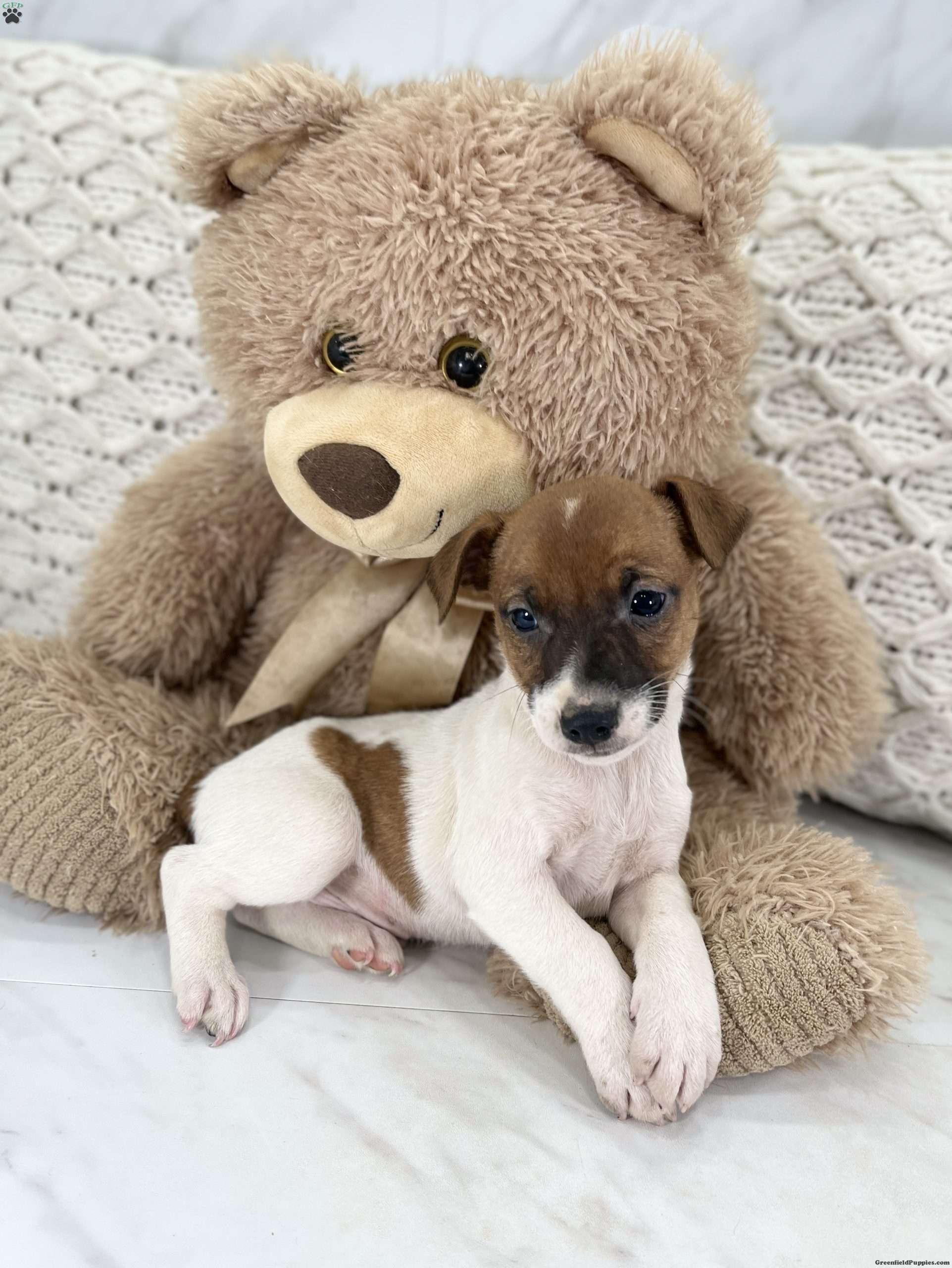 Miniature Jack Russell Puppies