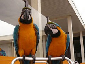 Ara, papoušků kakadu a vejce NA PRODEJ