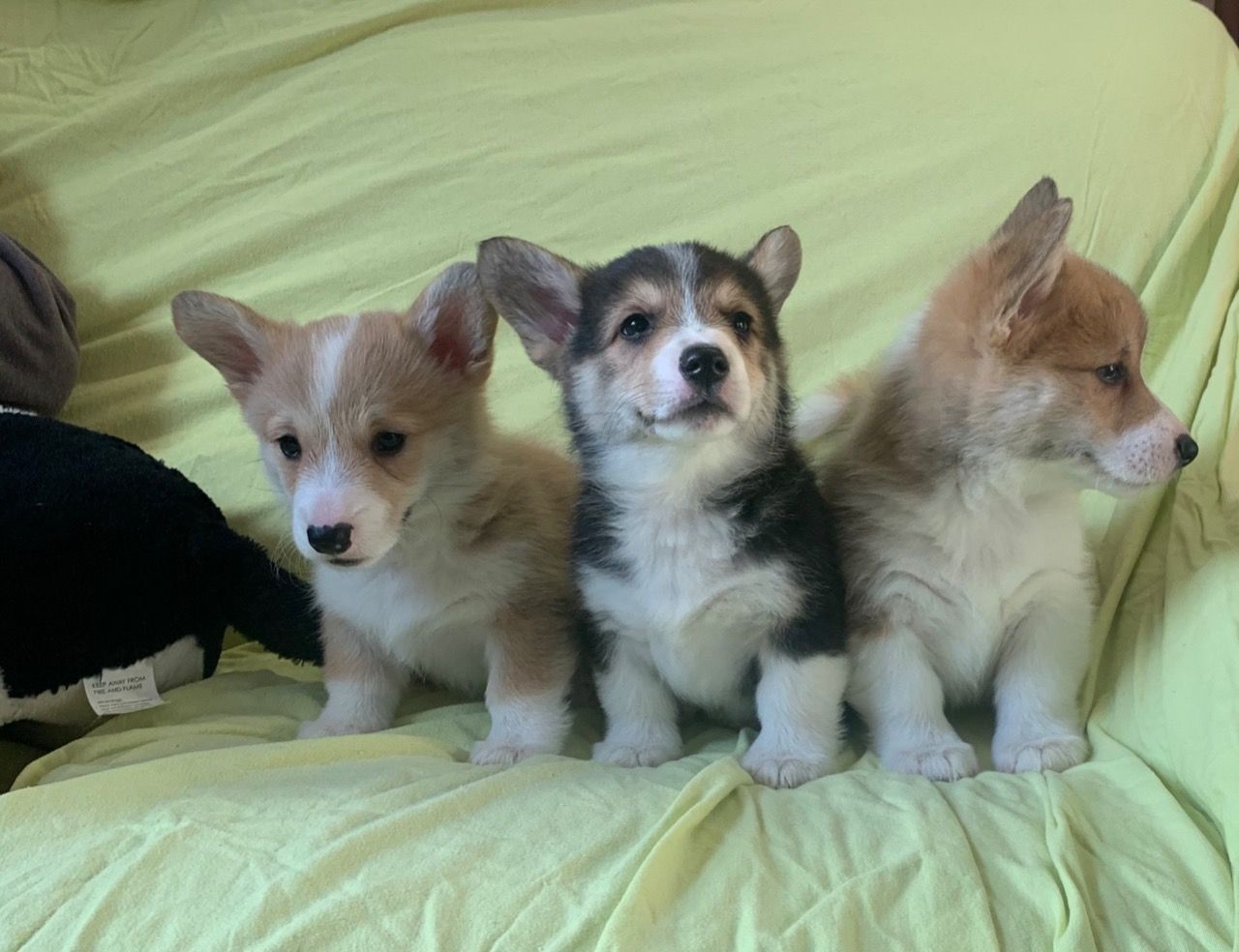 Pembroke welsh corgi tata.