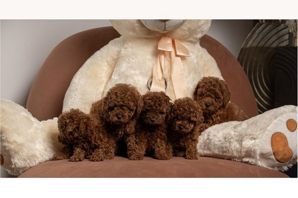 �erven� trpasl�k a toy pudlov�