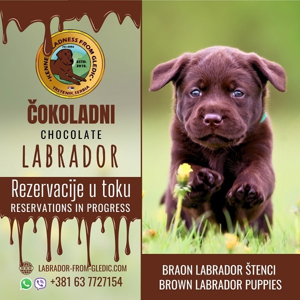 �t��ata hn�d�ho labradora