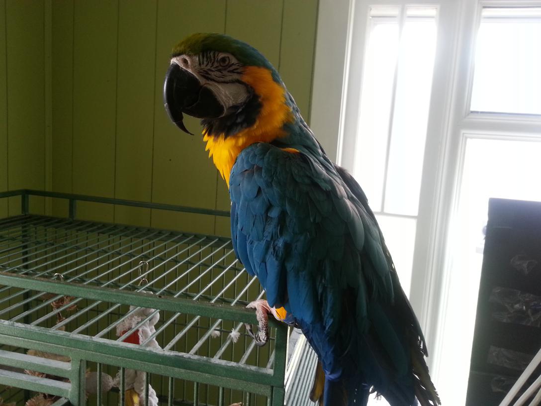 Ara Ararauna papoušci  pro prodej   