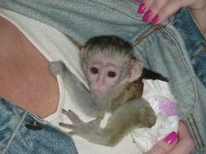 prodat Puvabn Kapucnsk opice prodej