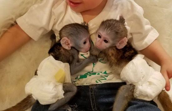Samec a Samicka Kapucínský opice pro prodej   