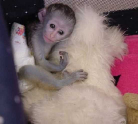 Prodm Deti Kapucnsk opice