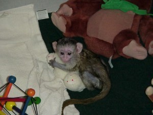 Kapucnsk opice prodej