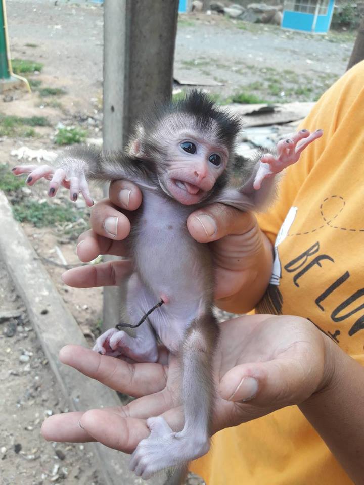 Nabídka Kapucínský opice