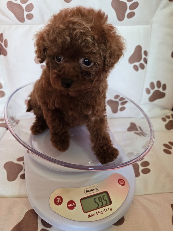 �erven� �ajov� pudl