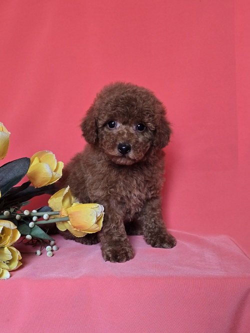 �erven� toy mini pudl