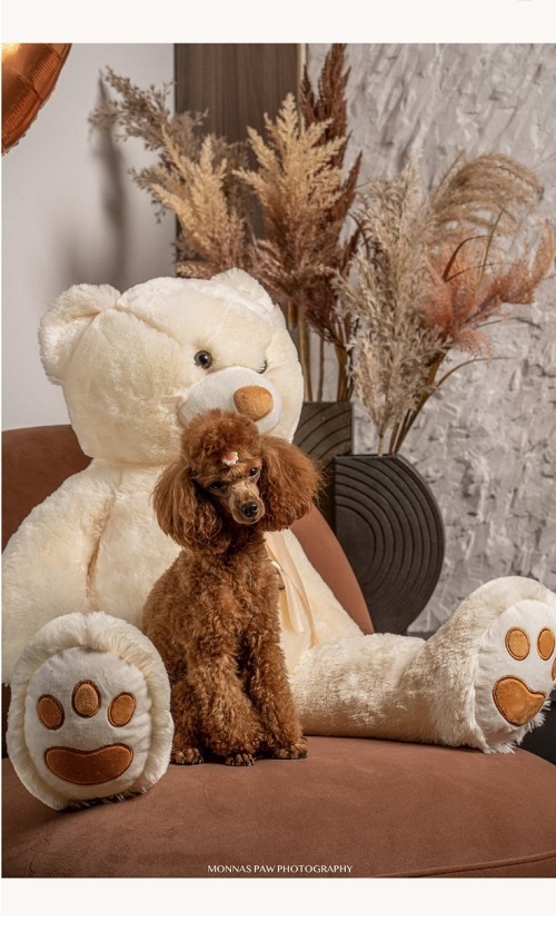�erven� trpasl�k a toy pudlov�