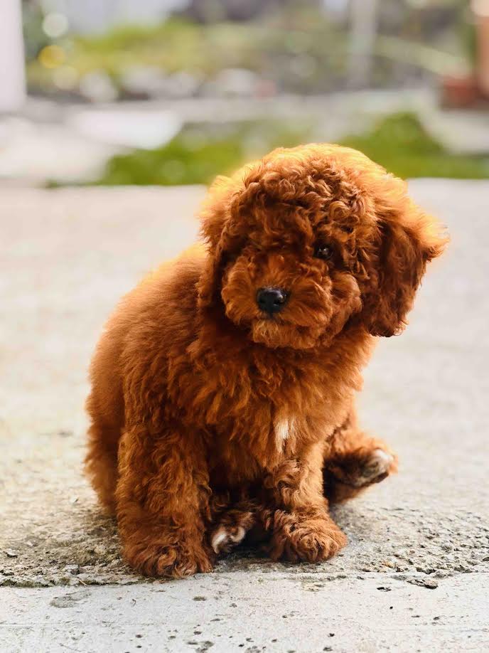 �erven� miniaturn� pudl