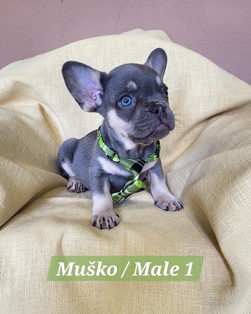 �t��ata francouzsk�ho buldo�ka exotick� barvy