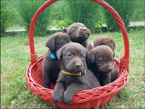 �t��ata hn�d�ho labradora
