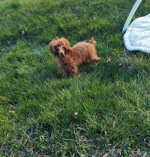 �erven� toy pudl