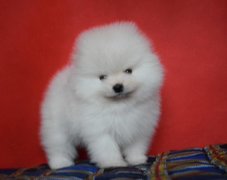 Teacup Pomeranian Puppies K dispozici na prodej