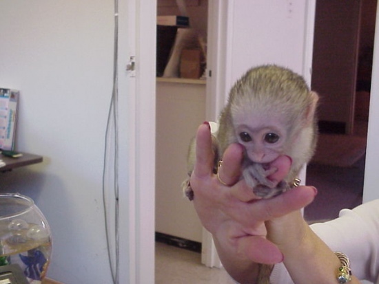 Puvabný Kapucínský opice pro prodej