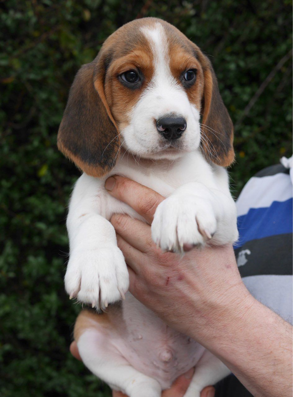 Na prodej jsou roztomil ttka Beagle