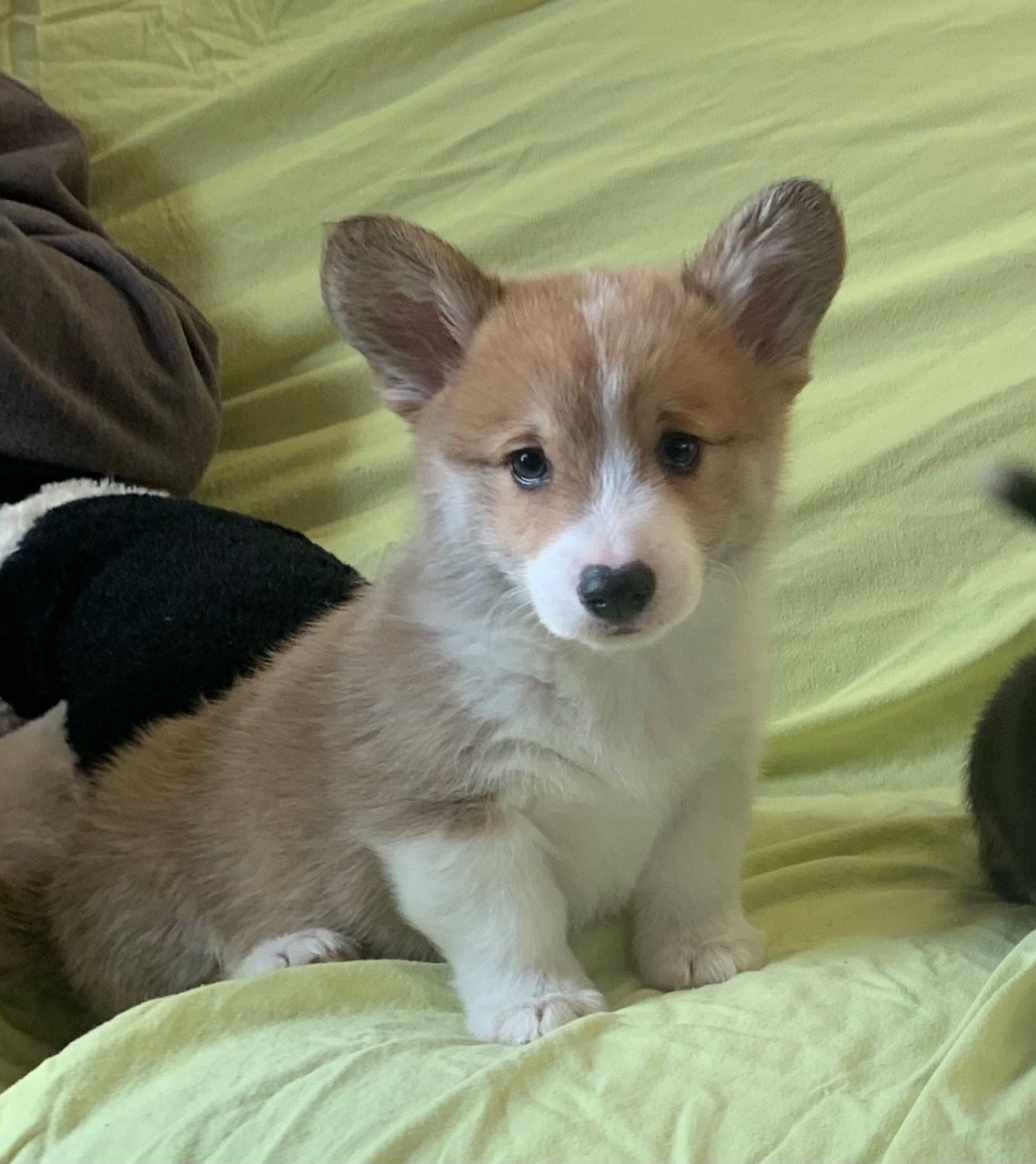 Pembroke welsh corgi tata.