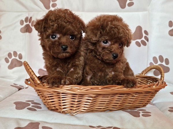 �erven� �ajov� pudl