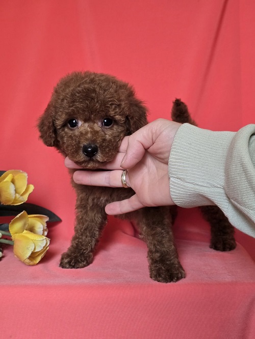 �erven� toy mini pudl