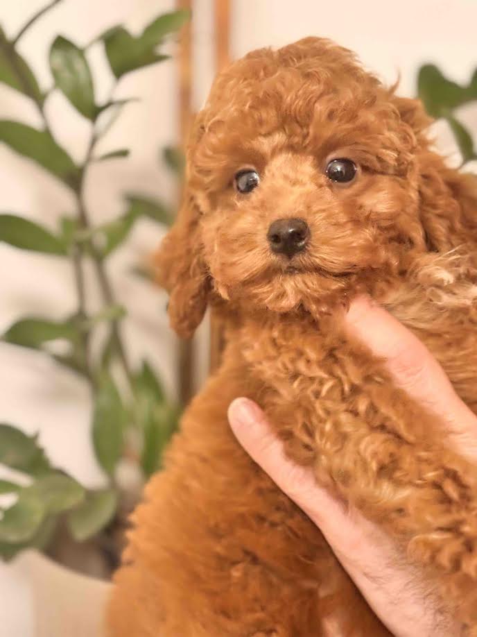 �erven� miniaturn� pudl