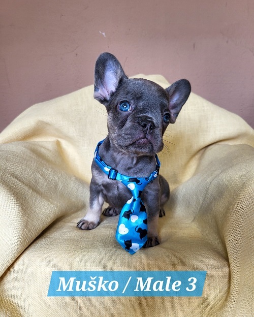 �t��ata francouzsk�ho buldo�ka exotick� barvy