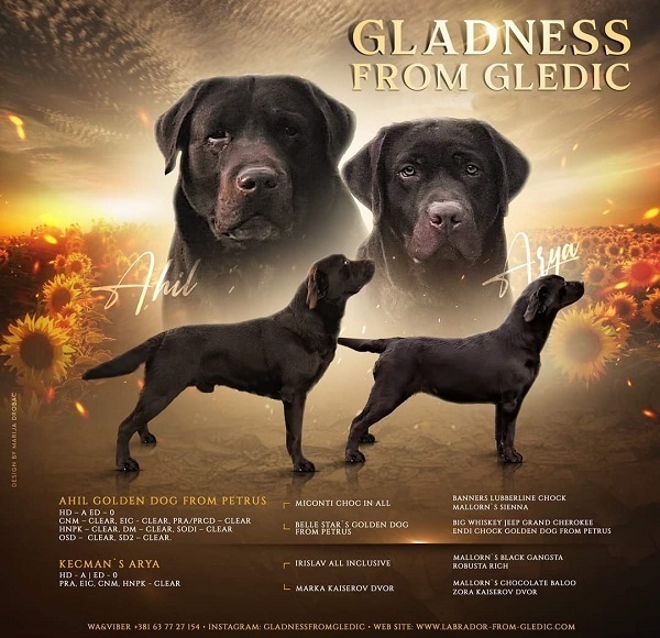 �t��ata hn�d�ho labradora