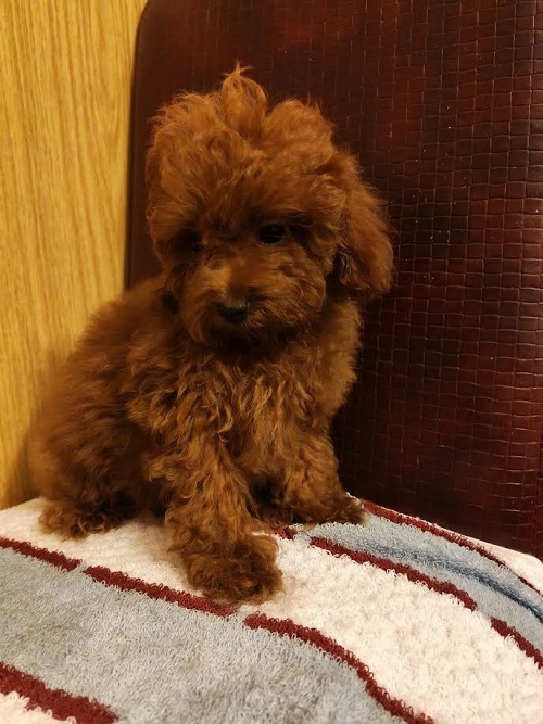 �erven� toy pudl