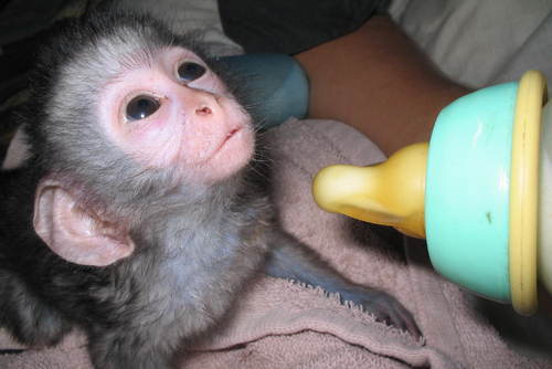Nabdka  Sladk Kapucnsk opice