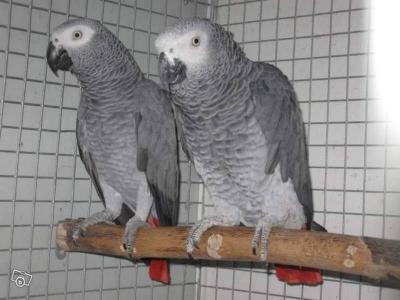 Nabídka Žako Africké šedé papoušci 