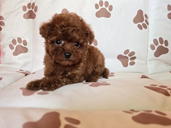 �erven� �ajov� pudl