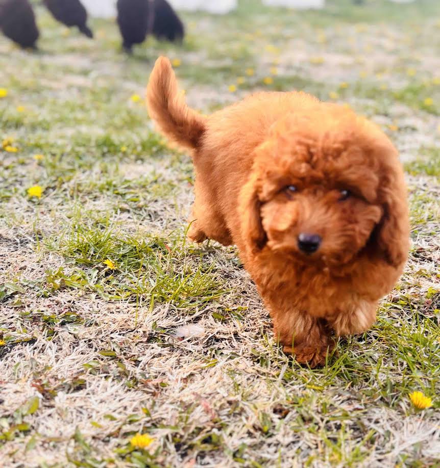 �erven� miniaturn� pudl