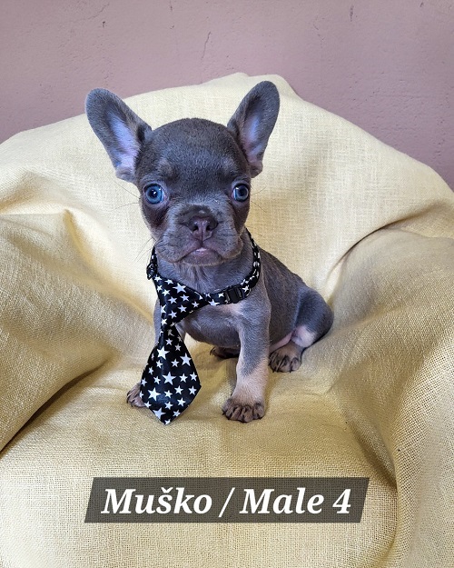 �t��ata francouzsk�ho buldo�ka exotick� barvy