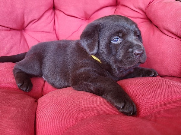 �t��ata hn�d�ho labradora