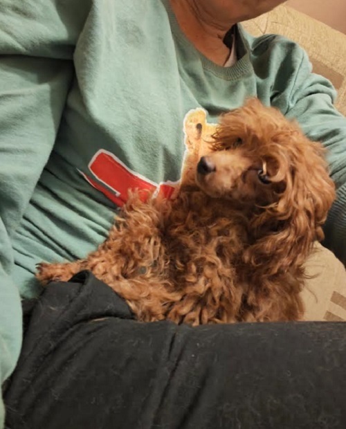 �erven� toy pudl