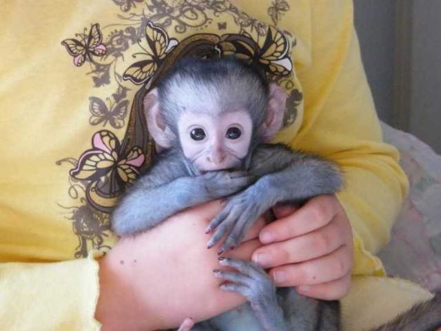Prodám  Kapucínský opice