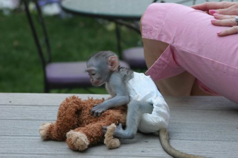 Prodm  Kapucnsk opice
